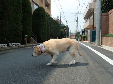 朝から半端なくあぢい、、、_f0052277_09273819.jpg