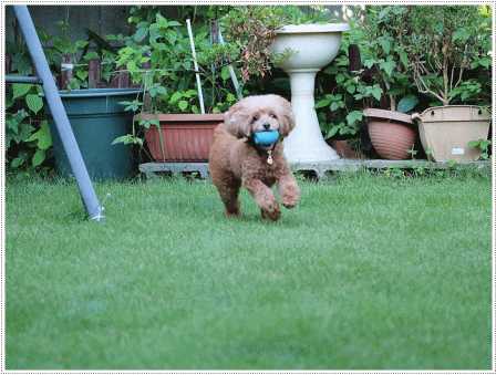 b0175688_20254505.gif
