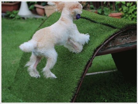b0175688_20261121.gif