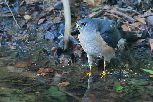 水場のツミ_d0334291_17062266.jpg