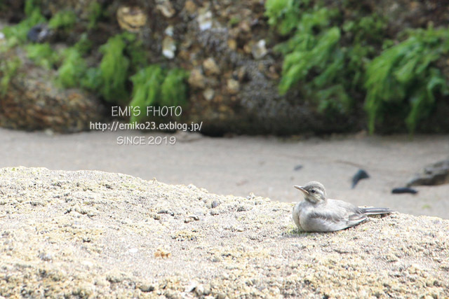 海辺に居た鳥_a0185598_10383014.jpg