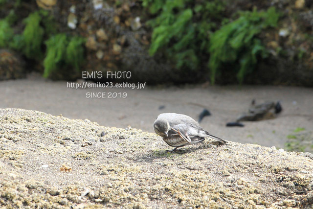 海辺に居た鳥_a0185598_10383367.jpg