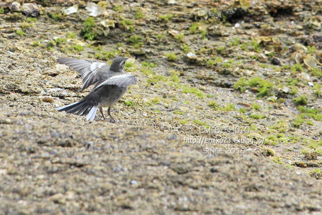 海辺に居た鳥_a0185598_10383771.jpg