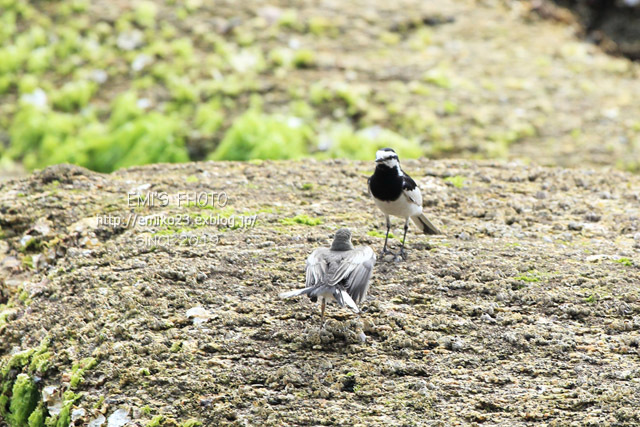 海辺に居た鳥_a0185598_10384034.jpg