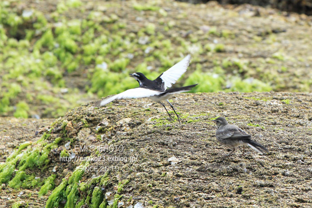 海辺に居た鳥_a0185598_10384315.jpg