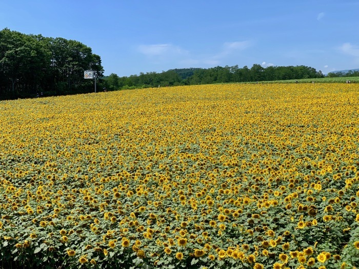 北竜町ひまわりの里に行こう！_c0226202_18052056.jpeg