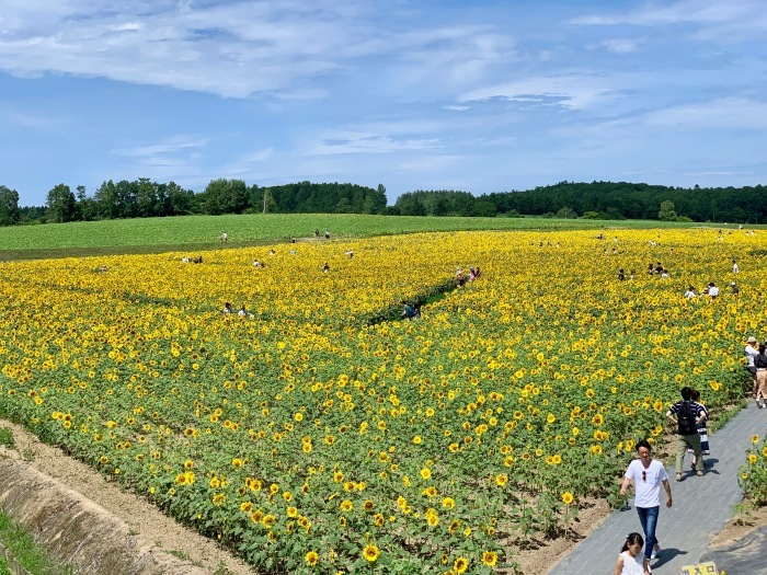北竜町ひまわりの里に行こう！_c0226202_18052550.jpeg