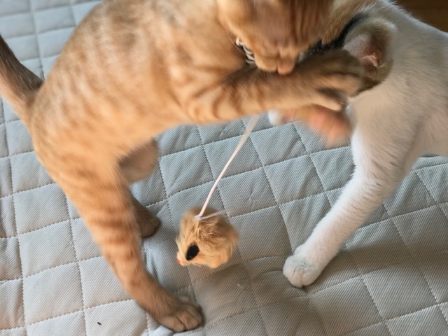 この仲良しはずっと♪_f0242002_15522759.jpg