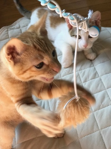 この仲良しはずっと♪_f0242002_15531762.jpg