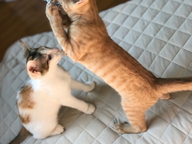 この仲良しはずっと♪_f0242002_15550837.jpg