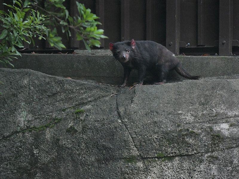 長く寝て、目を覚ませば雨降り出して_a0164204_12242054.jpg