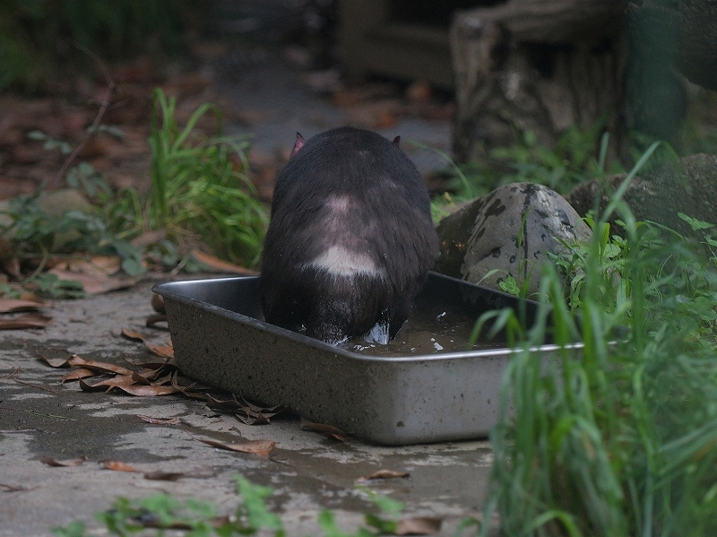 長く寝て、目を覚ませば雨降り出して_a0164204_12431522.jpg