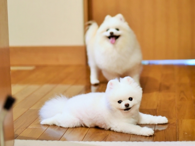 思いきりが肝心だ_d0360206_00125355.jpg