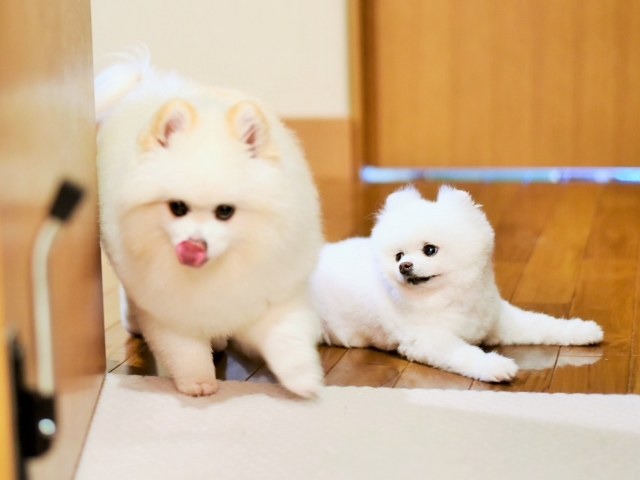 思いきりが肝心だ_d0360206_00130951.jpg
