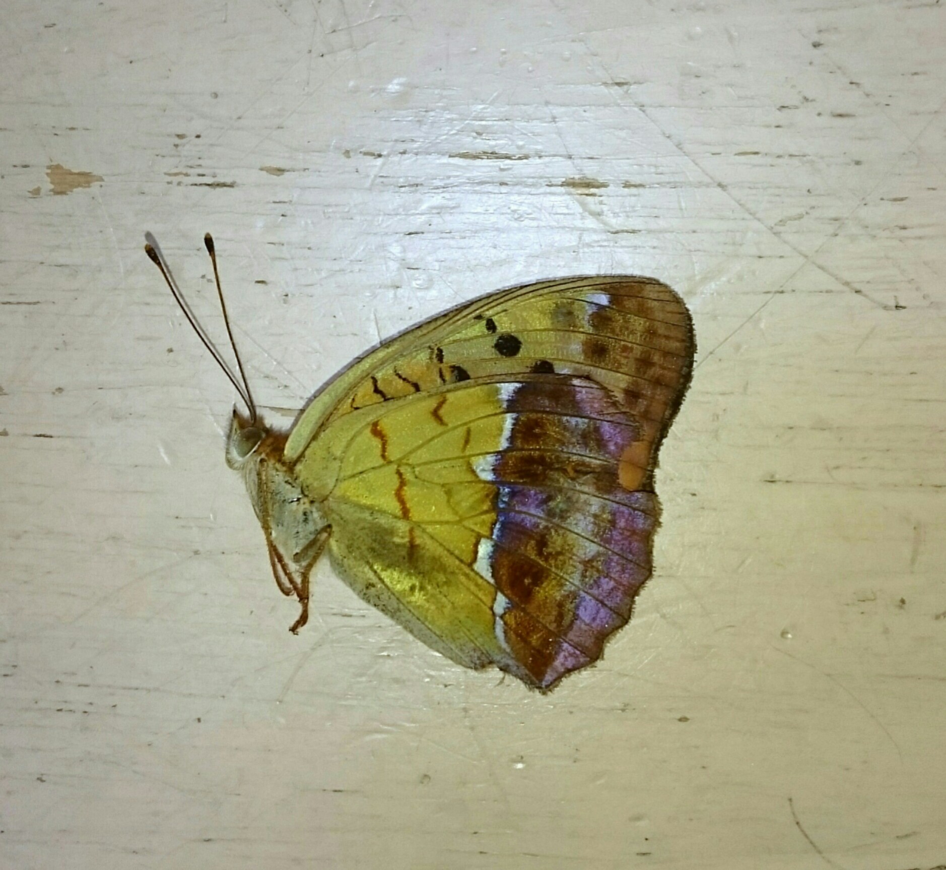 a0361610_13521560.jpg