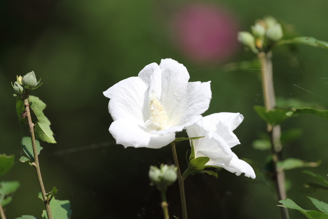 暑苦しい緑の森から森へ　- 2019年酷暑・秩父鉄道 -_b0190710_19281520.jpg