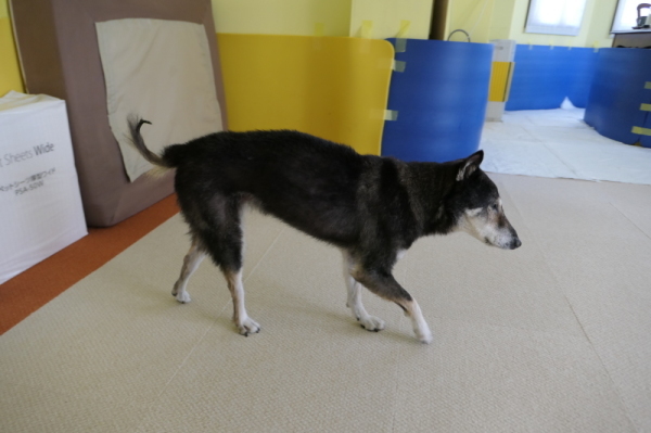 f0369014_11205766.jpg