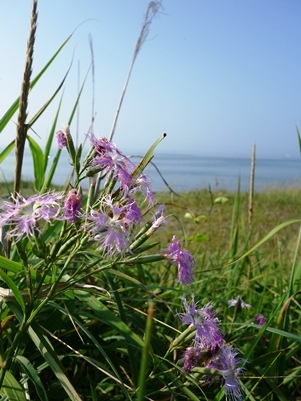 c0204725_12434188.jpg