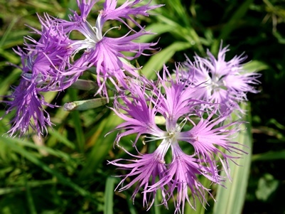 c0204725_12435401.jpg