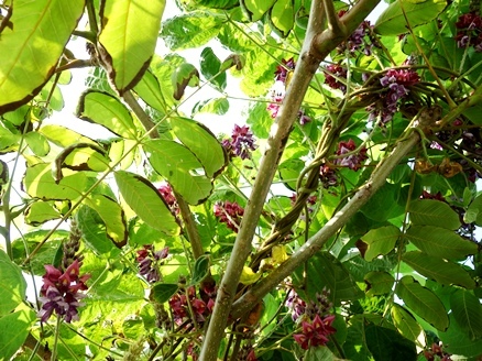 c0204725_12441111.jpg