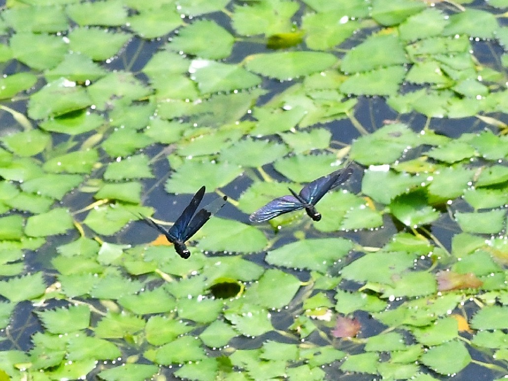 里山公園　ルリモンハナバチ他_f0340732_14255129.jpg