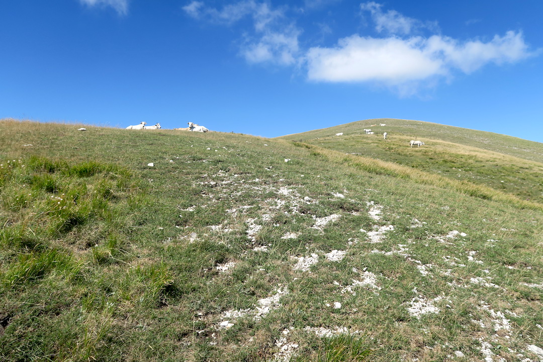 クッコ山牛を避けつつ山頂へ_f0234936_7505732.jpg