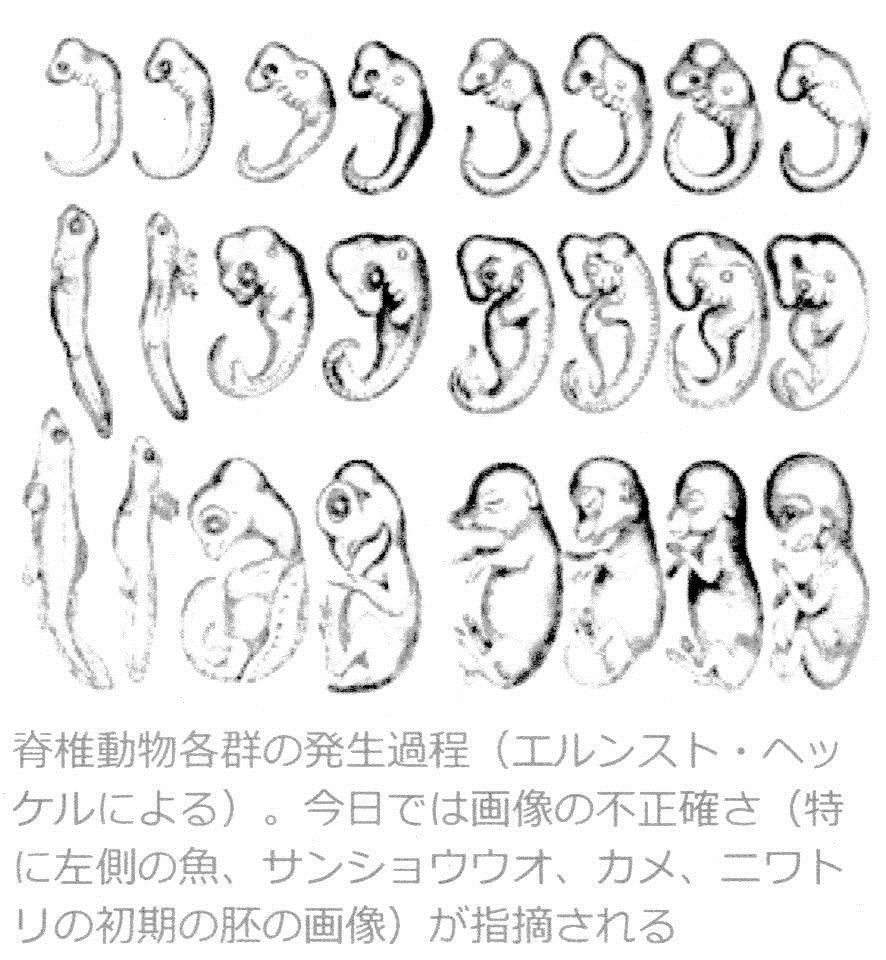 第3 ダーウィンの進化論 てつがく かがく ふく 第3 ダーウィンの進化論 てつがく かがく ふく