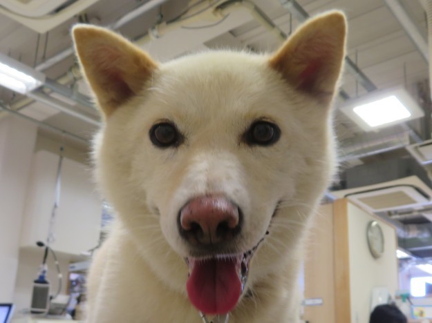 8 月 4 日の写真_c0174644_12245657.jpg