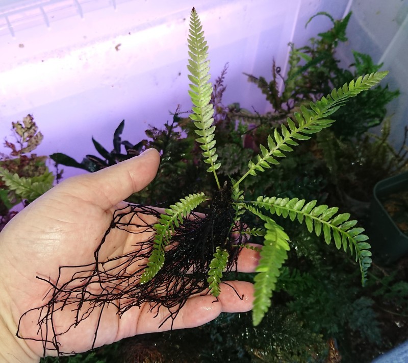 Blechnum obtusatum var.francii Type B Nouvelle Caledonie : まっけ