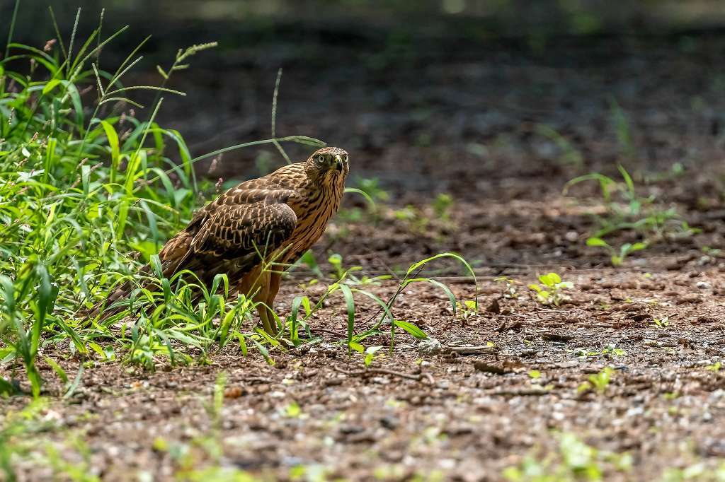 逞しくなってきたオオタカ幼鳥_f0044056_16195578.jpg