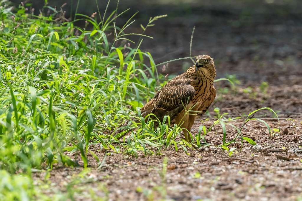 逞しくなってきたオオタカ幼鳥_f0044056_16201580.jpg