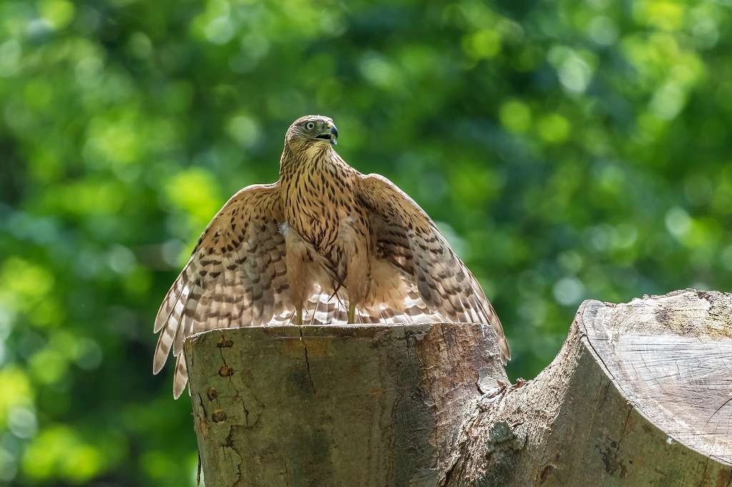 逞しくなってきたオオタカ幼鳥_f0044056_16232459.jpg