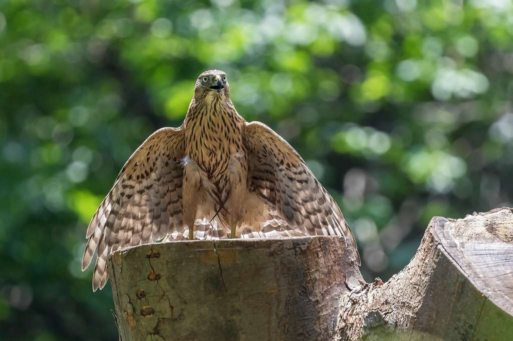 逞しくなってきたオオタカ幼鳥_f0044056_16240806.jpg