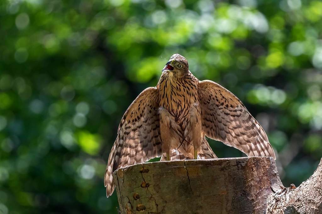 逞しくなってきたオオタカ幼鳥_f0044056_16242818.jpg