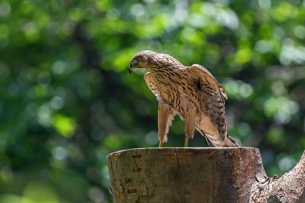 逞しくなってきたオオタカ幼鳥_f0044056_16245140.jpg