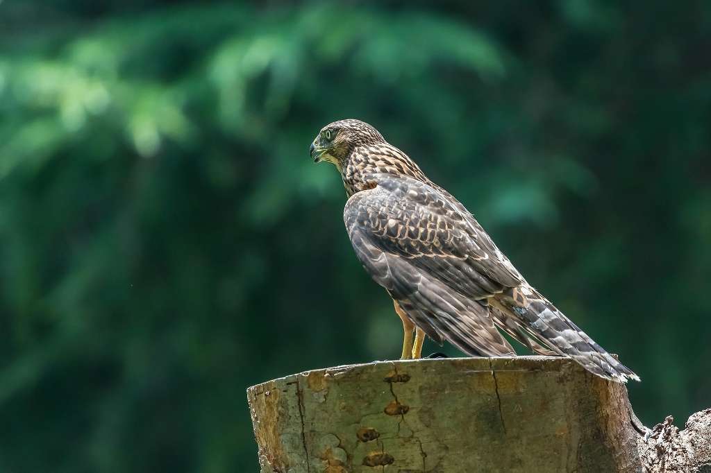 逞しくなってきたオオタカ幼鳥_f0044056_16251370.jpg