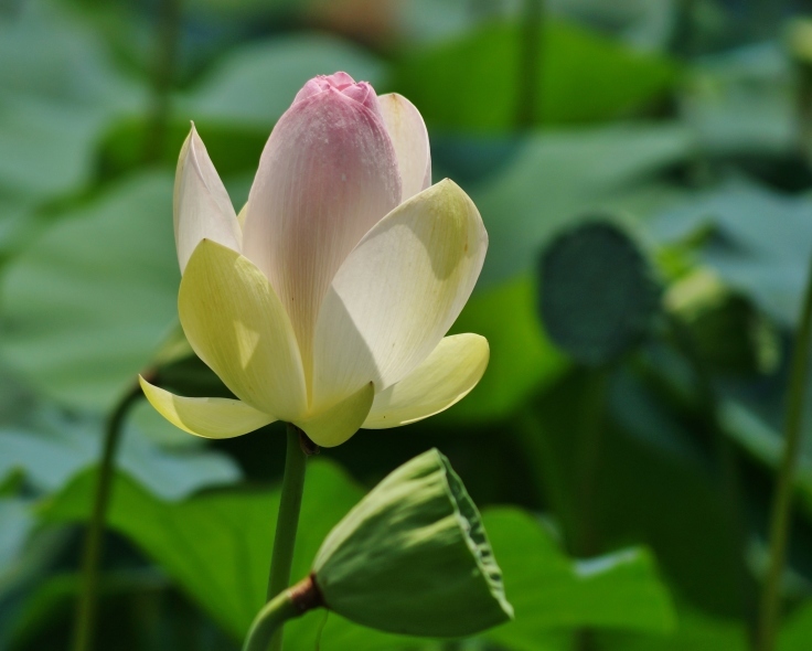 毛馬桜ノ宮公園のひょうたん池の蓮_b0063958_22082325.jpg