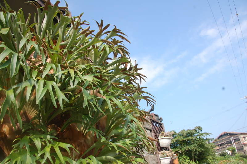 c0108460_14133369.jpg
