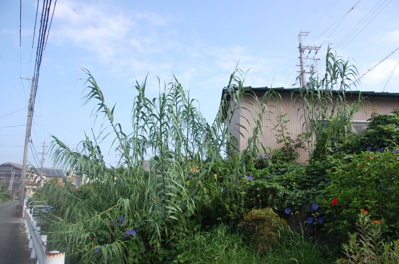 c0108460_14154057.jpg