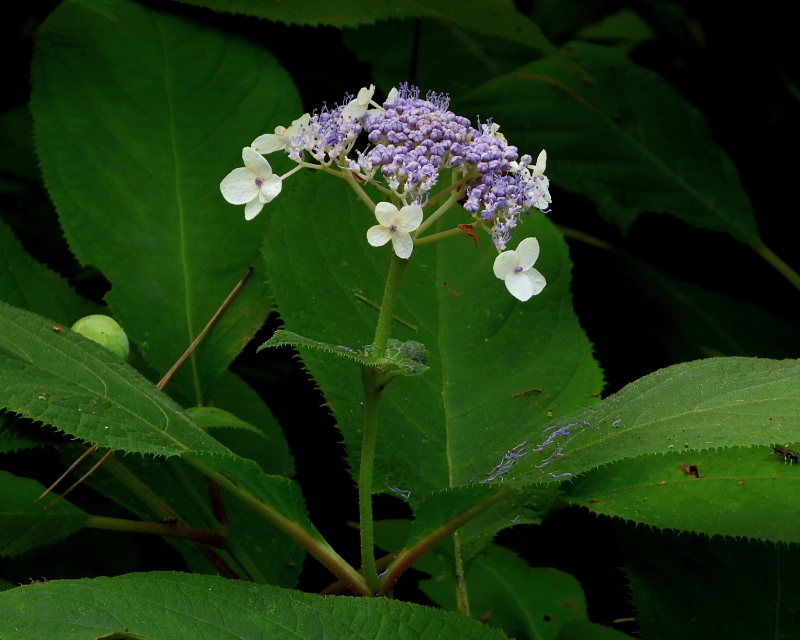 c0305565_17594409.jpg