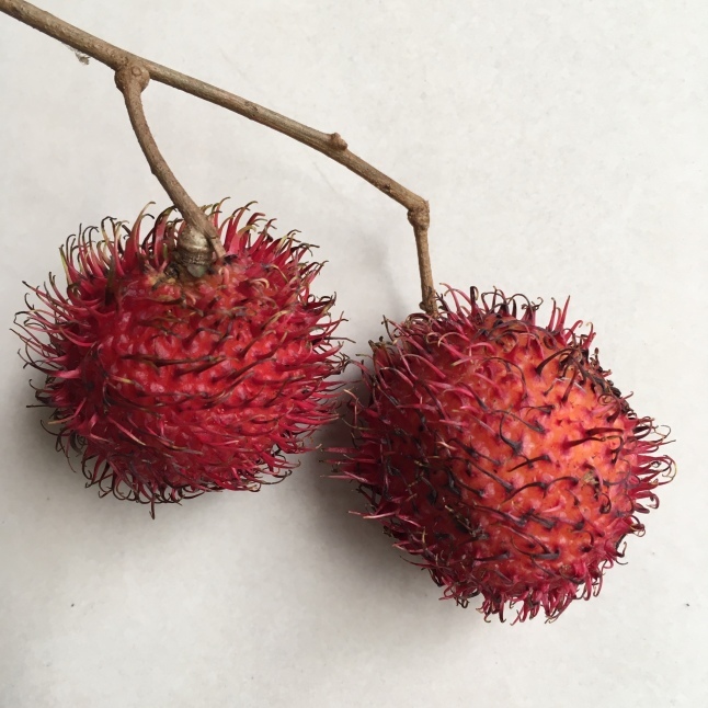台湾の珍しい果物 紅毛丹 ランブータン そこはかノート ー台湾つれづれー