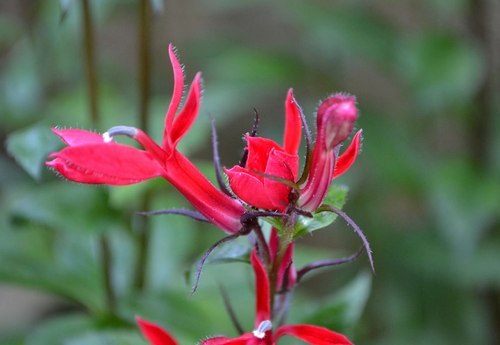 路傍の花、樹々の鳥(351) ~ 主役脇役、炎天の花 ~_b0102572_10300530.jpg
