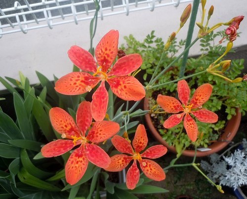 路傍の花、樹々の鳥(351) ~ 主役脇役、炎天の花 ~_b0102572_10302725.jpg