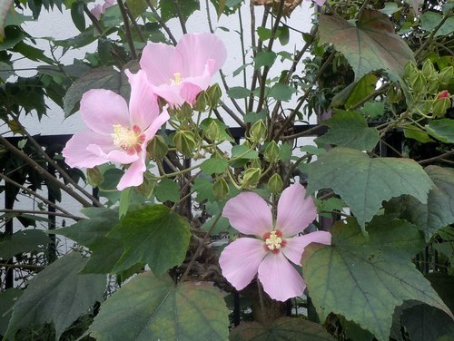 路傍の花、樹々の鳥(351) ~ 主役脇役、炎天の花 ~_b0102572_10311918.jpg