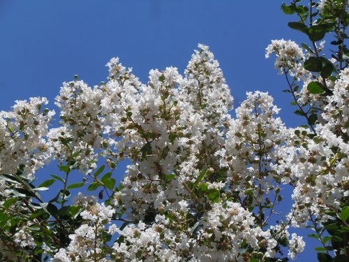 路傍の花、樹々の鳥(351) ~ 主役脇役、炎天の花 ~_b0102572_10313881.jpg