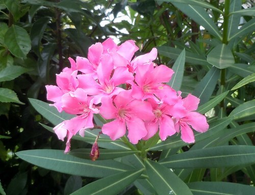 路傍の花、樹々の鳥(351) ~ 主役脇役、炎天の花 ~_b0102572_10315834.jpg