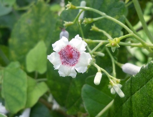 路傍の花、樹々の鳥(351) ~ 主役脇役、炎天の花 ~_b0102572_10322705.jpg