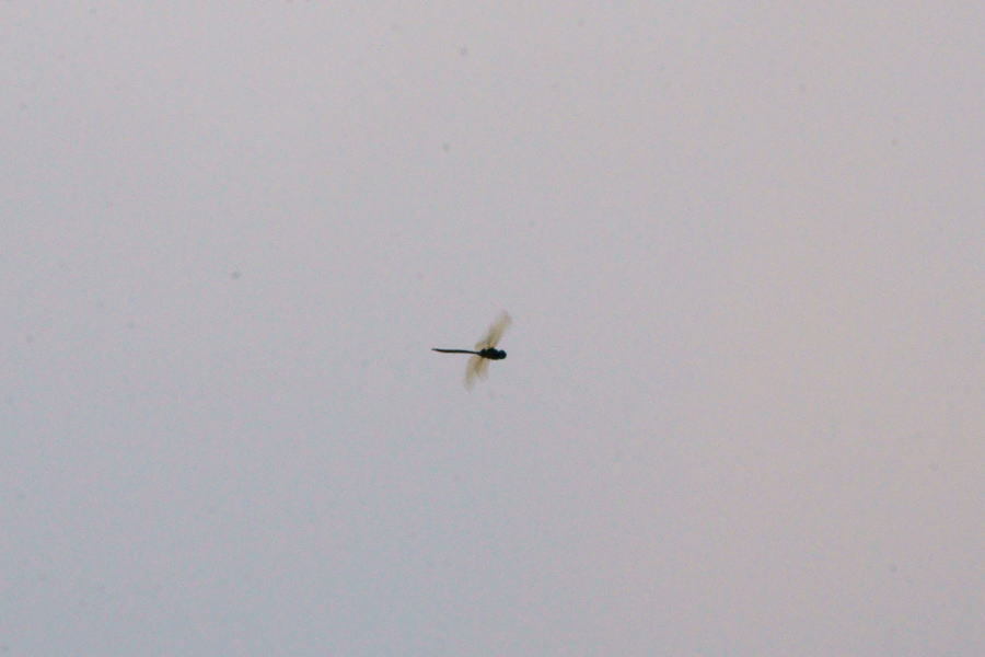 a0268377_22253956.jpg