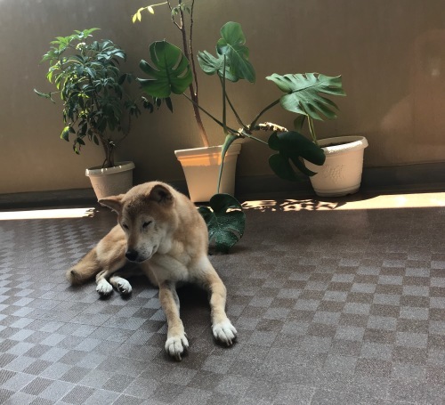 f0054677_08470639.jpeg