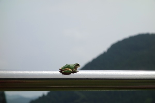 畑の生き物　バッタを食べるカエル_b0391691_21500177.jpg